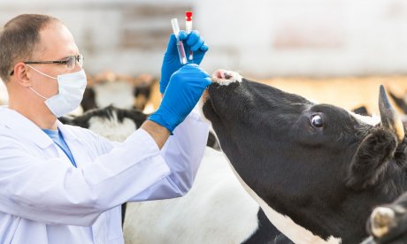 Η γρίπη των πτηνών πέρασε στο αγελαδινό γάλα: Τι γίνεται στις ΗΠΑ