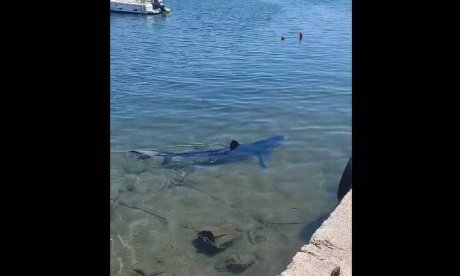 Γλυφάδα: Καρχαρίας έκανε βόλτες στη μαρίνα - Εντυπωσιακά βίντεο