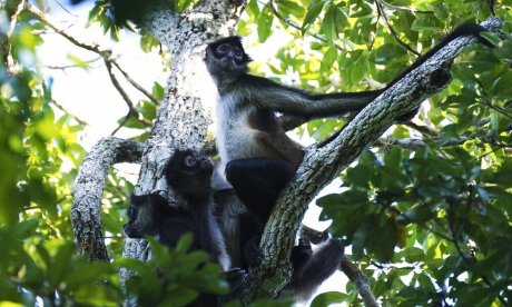 Απίστευτες εικόνες στο Μεξικό: Πίθηκοι πέφτουν νεκροί από τα δέντρα λόγω ακραίου καύσωνα