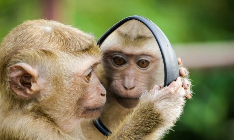 Για πρώτη φορά: Εγχείρηση καταρράκτη σε μαϊμού