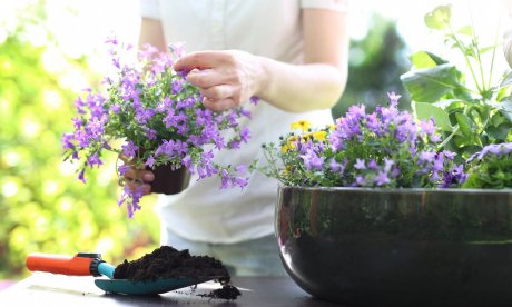 Διακόσμηση μπαλκονιού: 5 φυτά ανθεκτικά στον ήλιο που μπορείτε να φυτέψετε σε γλάστρα