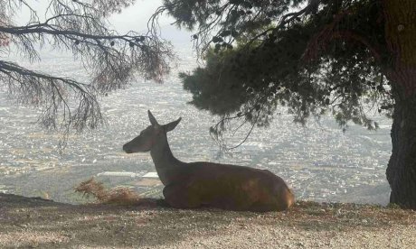 Πάρνηθα: Στα πρόθυρα εξαφάνισης το κόκκινο ελάφι - Τι λέει ο ΟΦΥΠΕΚΑ στο Newsbomb.gr