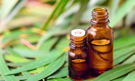 Έλαιο ευκαλύπτου: Απίστευτη πολυχρηστικότητα – Δείτε πόσα μπορείτε να κάνετε