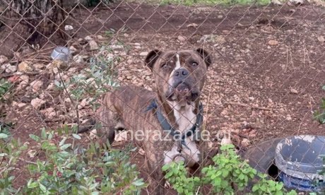 Ζάκυνθος – Συγκλονίζει ο πατέρας του αγοριού: «Με κοίταξε, μου χαμογέλασε και έκλεισε τα μάτια»