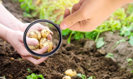 Φυτοφάρμακα στις πατάτες: Τι έδειξε ελληνική μελέτη για το τι φτάνει στο πιάτο μας