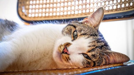 Πότε οι γάτες έγιναν κατοικίδια;