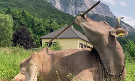 Αυστρία: Αγελάδα χρησιμοποιεί σκούπα για να... ξύσει την πλάτη της - Δείτε βίντεο