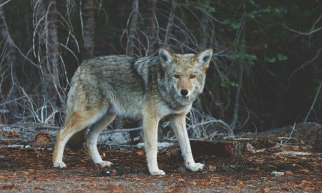 Τρόμος στο Τατόι: Λύκος επιτέθηκε σε ομάδα περιπατητών ανάμεσα σε Κρυονέρι και βασιλικά κτήματα