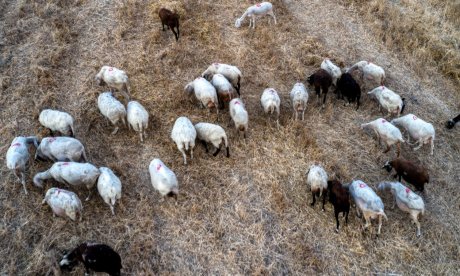 Κρήτη: «Με πυροβόλησαν, με βασάνισαν, έκανα ότι πέθανα», λέει ο κτηνοτρόφος που του έκοψαν τη γλώσσα