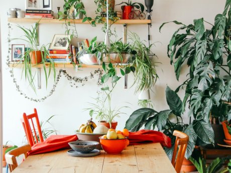 3 φυτά που ζουν στο νερό και δεν χρειάζονται πότισμα είναι η λύση για ένα «πράσινο» σπίτι