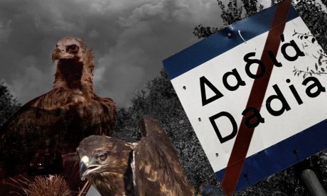 Δάσος της Δαδιάς: Από την οικολογική καταστροφή του 2023 στη δηλητηρίαση του μαυρόγυπα