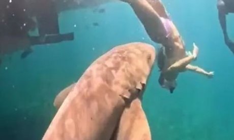 Βραζιλία: Βίντεο που κόβει την ανάσα - Η στιγμή που καρχαρίας δαγκώνει δύτρια (σκληρές εικόνες)