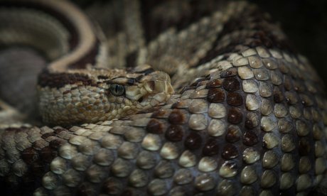 Σύρος: 13χρονος ξύπνησε οχιά από χειμερία νάρκη και τον δάγκωσε - Νοσηλεύεται σοβαρά στο νοσοκομείο