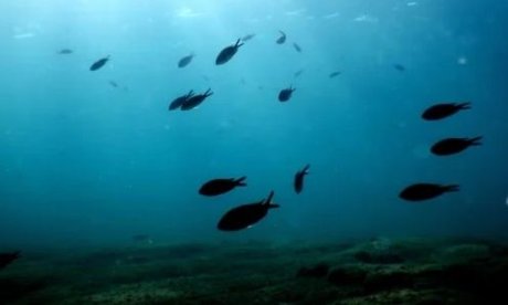 Μυστήριο με την έντονη μυρωδιά στα νότια προάστια – Το σενάριο που οδηγεί στη... θάλασσα