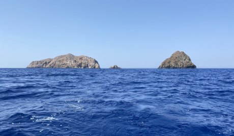 Προειδοποίηση WWF προς Έλληνες ψαράδες και καταναλωτές: Μην φάτε αυτό το ψάρι αν το αλιεύσετε