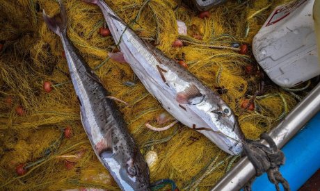 Λαγοκέφαλοι: Επικηρυγμένοι με πάνω από €5 το κιλό - Τους αλιεύουν με τρίαινες και γάντζους οι αλιείς
